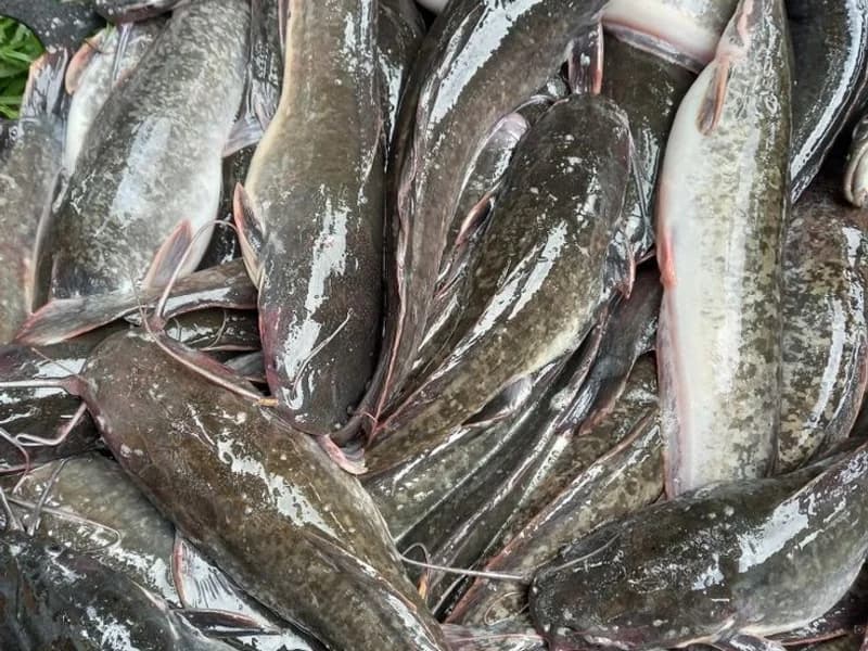 Clarias / Silures frais — Pisciculture GIC Amicis Yaoundé