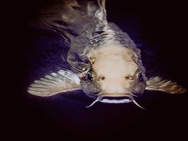 Poissons Clarias vivants