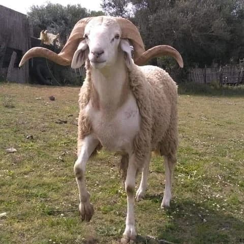 Moutons