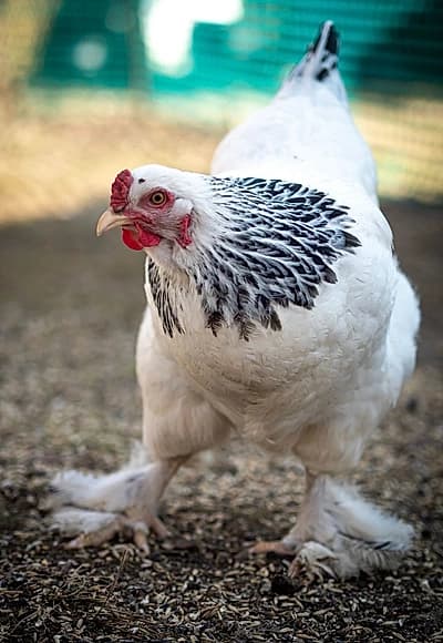 Poulets Brahmas hybrides