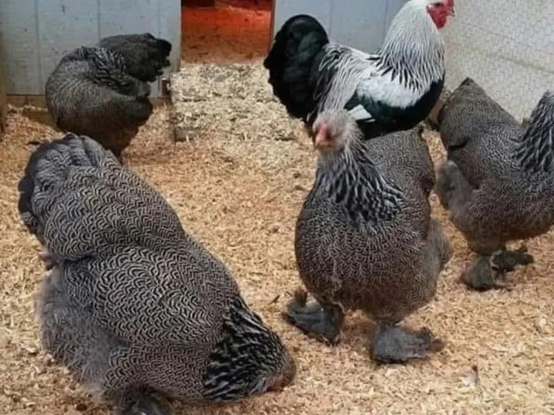 Poulets Brahma en élevage — Formation GIC Amicis Yaoundé