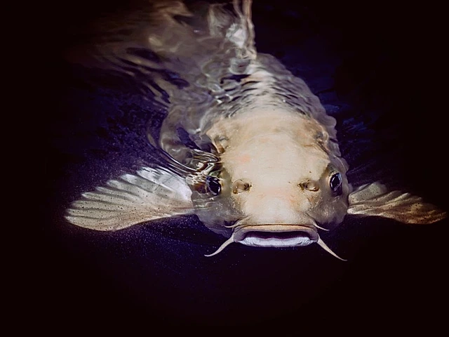 Poissons Clarias / Silures